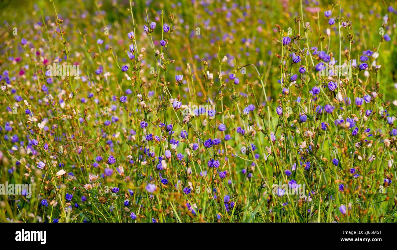 Piante medicinali. Cicoria comune (latino Cichorium ntybus) nel suo habitat naturale. Foto Stock