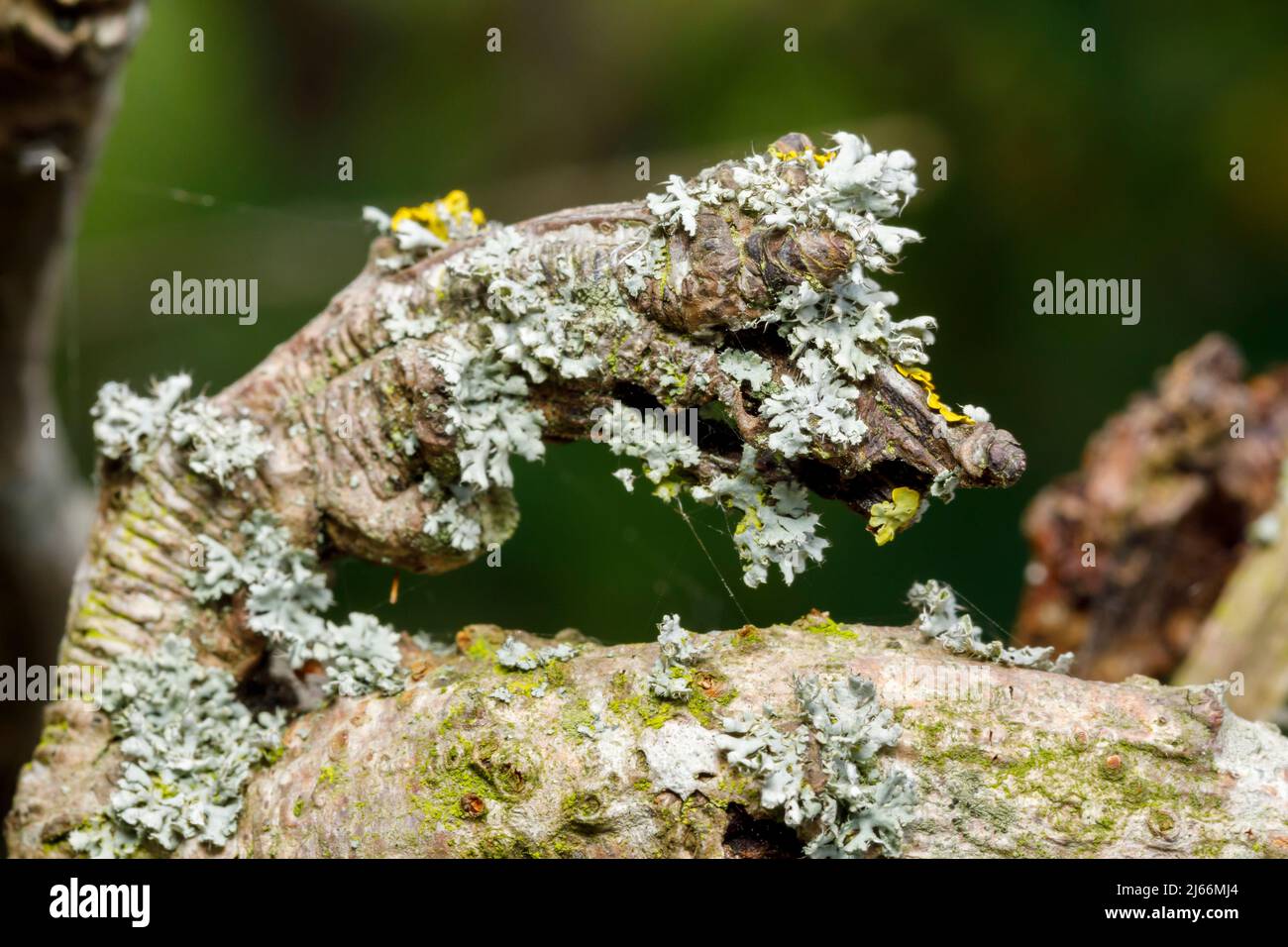 Lichen Physcia adscendens che crescono su un vecchio albero, Sussex, Regno Unito Foto Stock