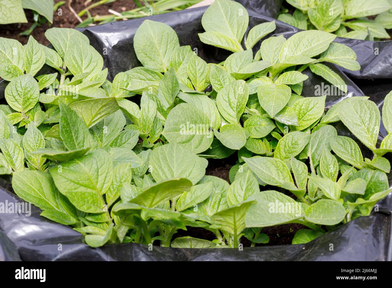 Piante di patata che crescono in un contenitore Foto Stock