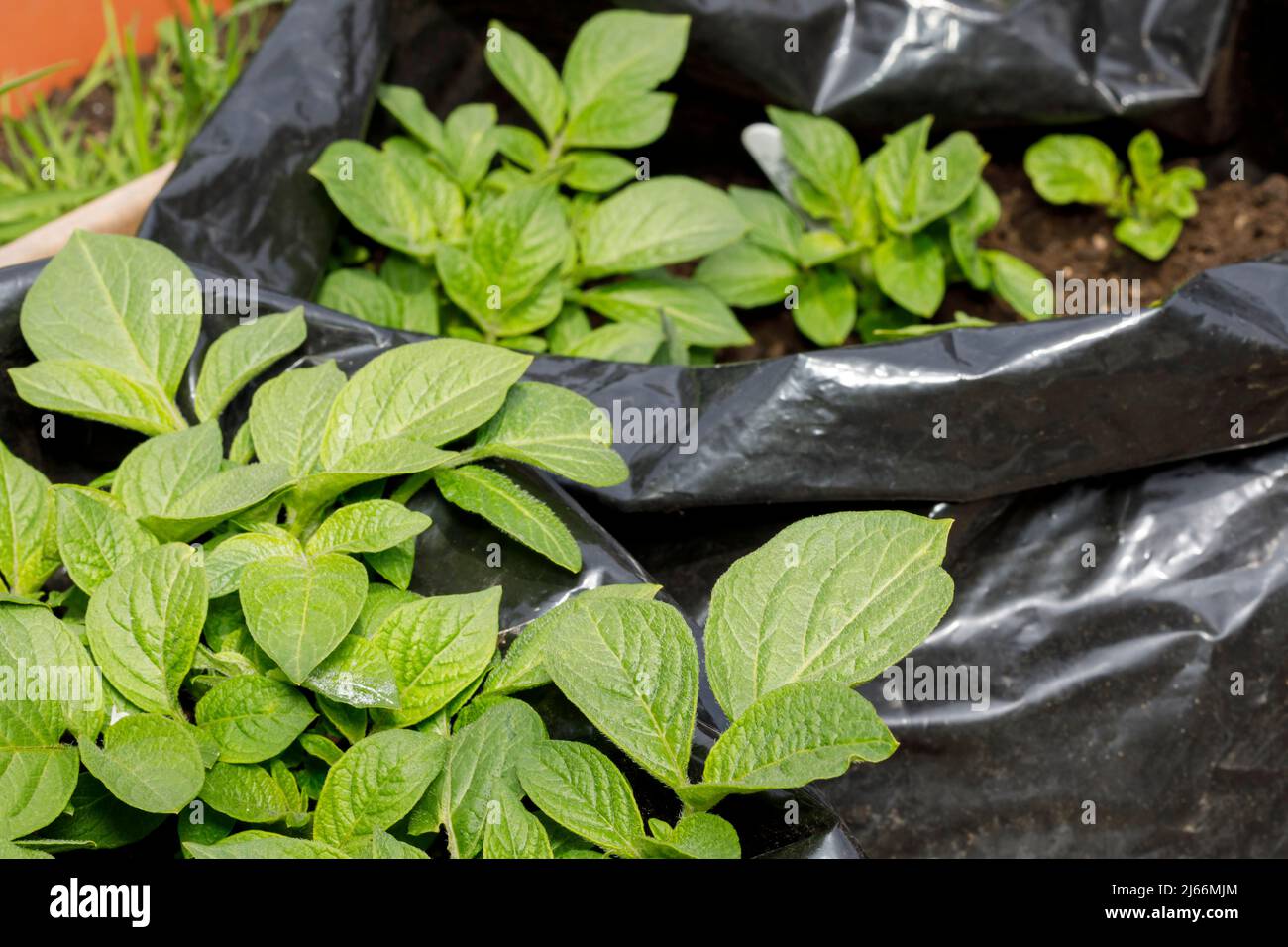 Piante di patata che crescono in un contenitore Foto Stock