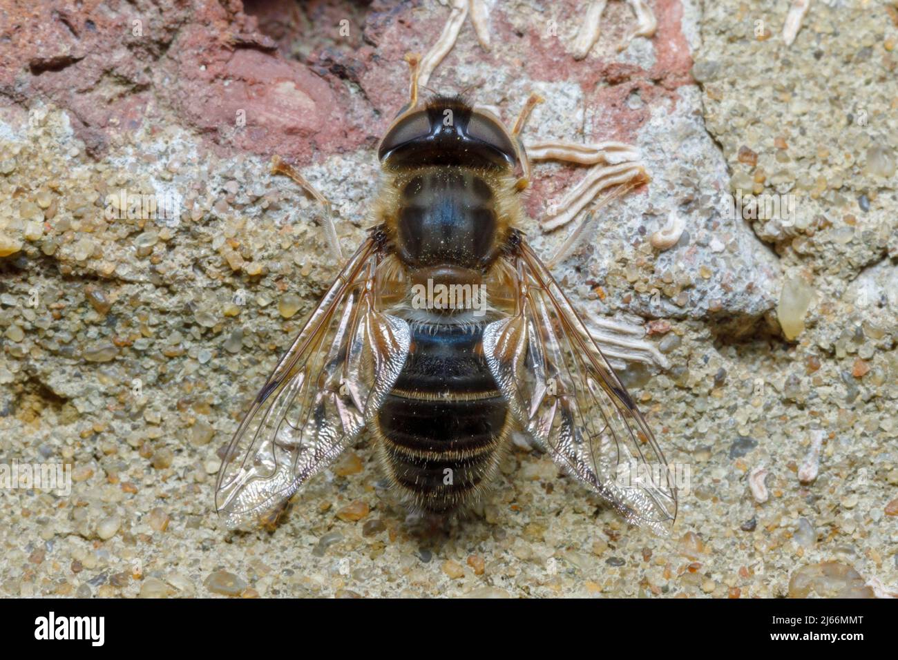 Mosca con drone affusolato (Eristalis pertinax) Foto Stock