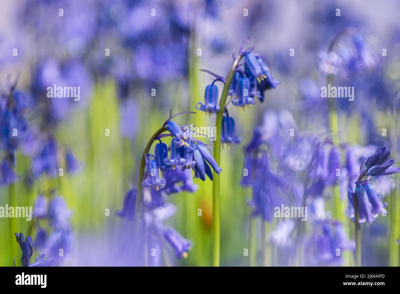 Macro immagine di Blue Bells , Hallerbos in Belgio Foto Stock