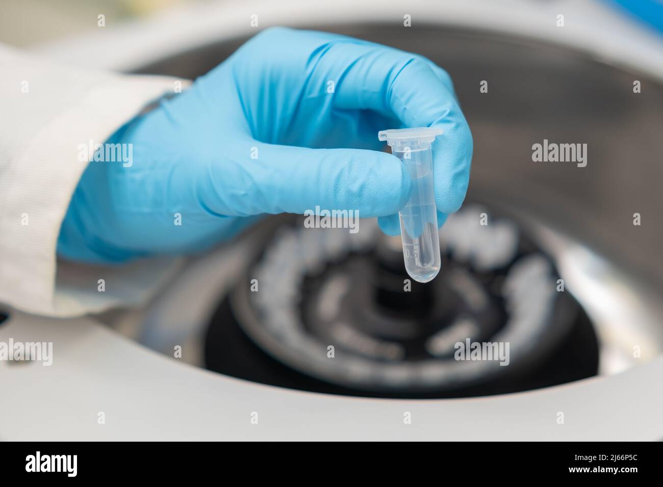 Lo scienziato inserisce le provette per microcentrifuga nella centrifuga per la separazione delle fasi. Analisi clinica dei marcatori oncologici. Foto Stock