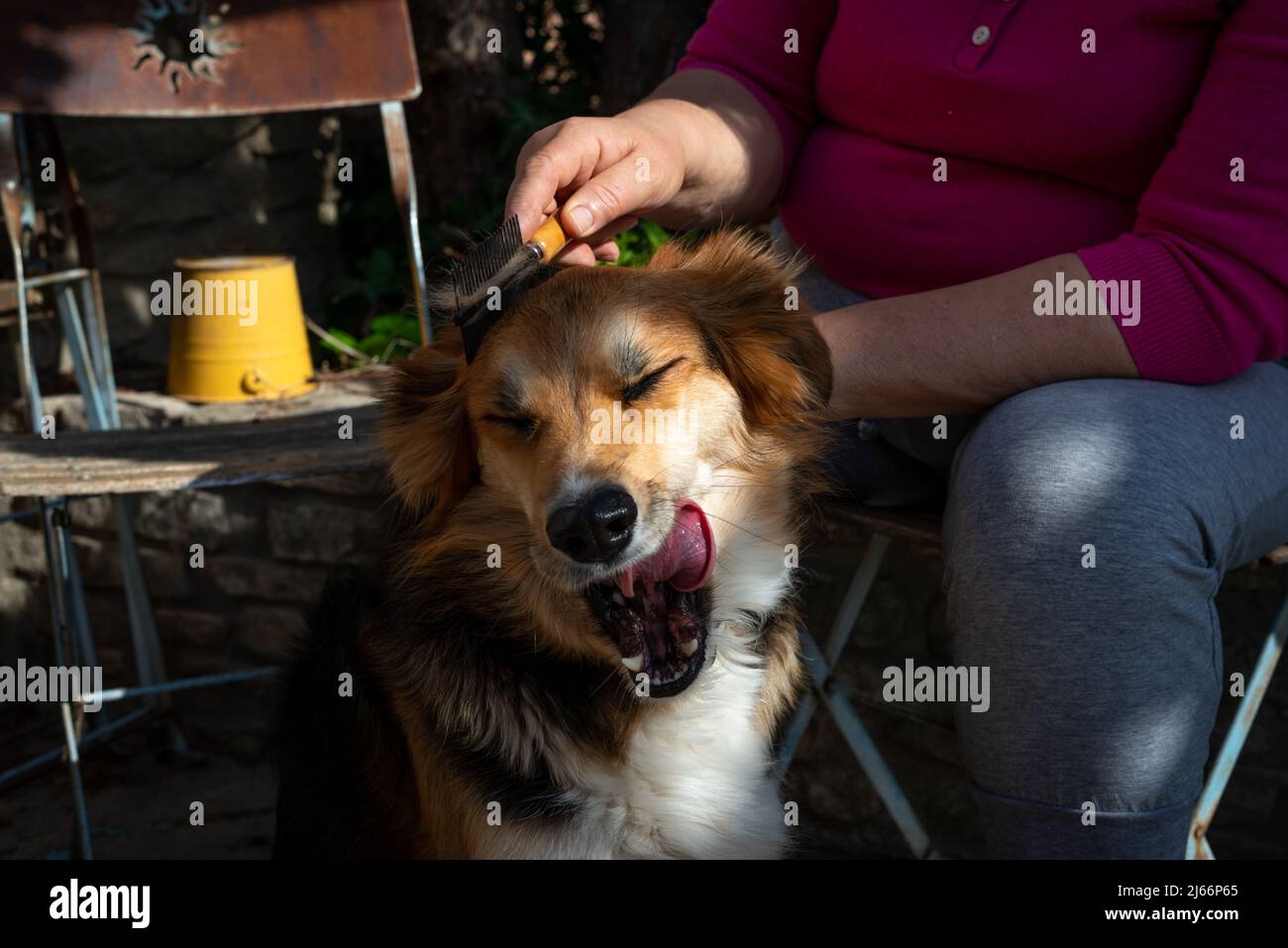 donna che grooming il suo cane a casa nel giardino .animal cura . Foto Stock