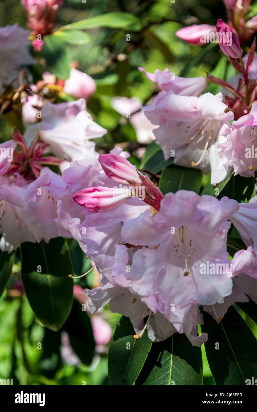 Gruppo Rhododendron Loderi Foto Stock Gruppo Rhododendron Loderi Foto Stock