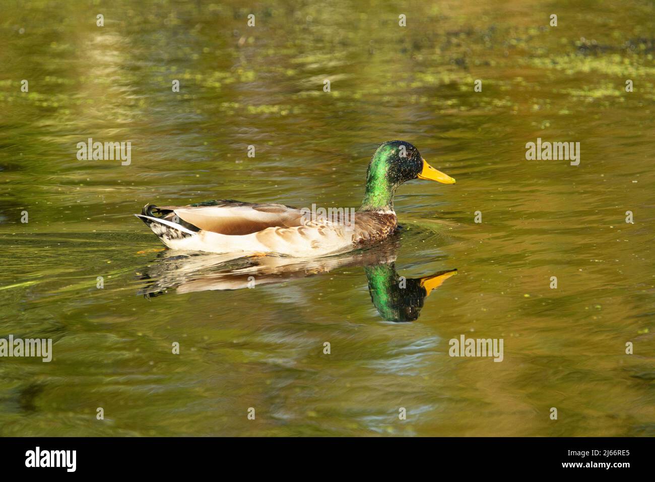 anatra maschio adulta dabbling riflesso nelle acque verdi del fiume Foto Stock