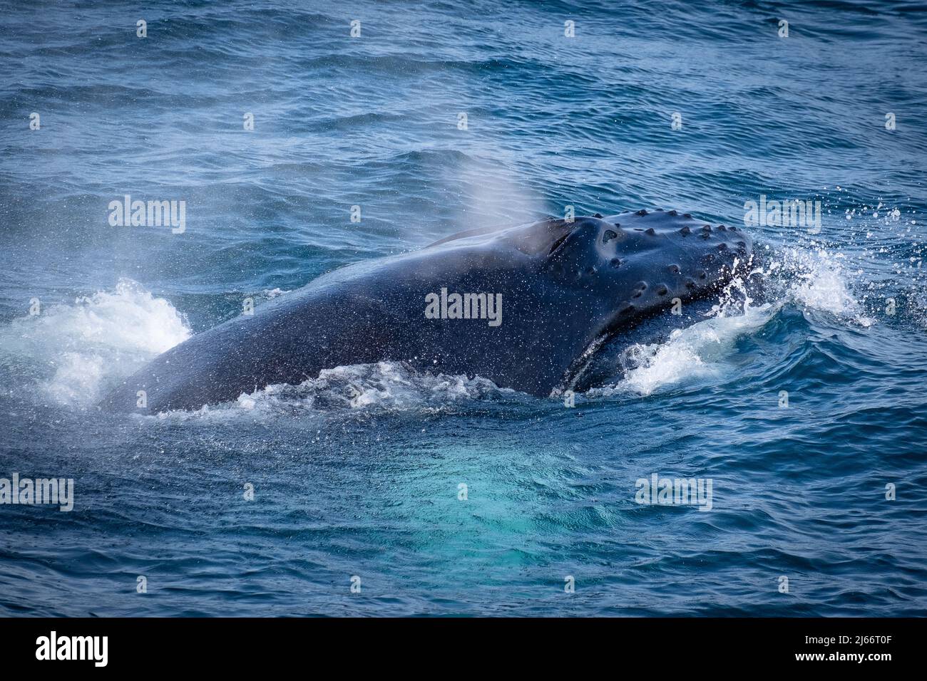 Fressender Buckelwal in der Faxaflói Bucht bei Reykjavík - nutrire la balena humpback nella baia di Faxaflói vicino a Reykjavík, Islanda Foto Stock