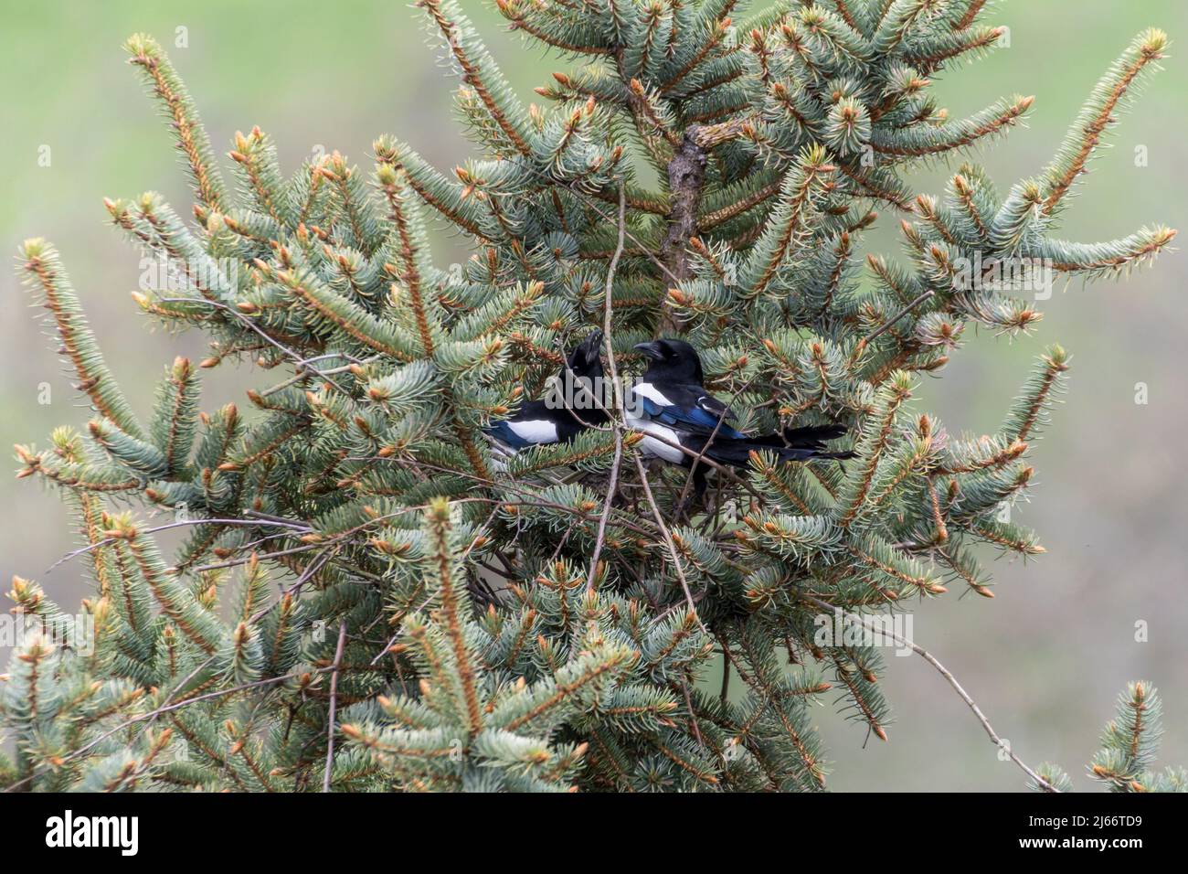 Maggini eurasiatici, maggini comuni (Pica pica) costruiscono un nido nella parte superiore di un albero di abete rosso Foto Stock