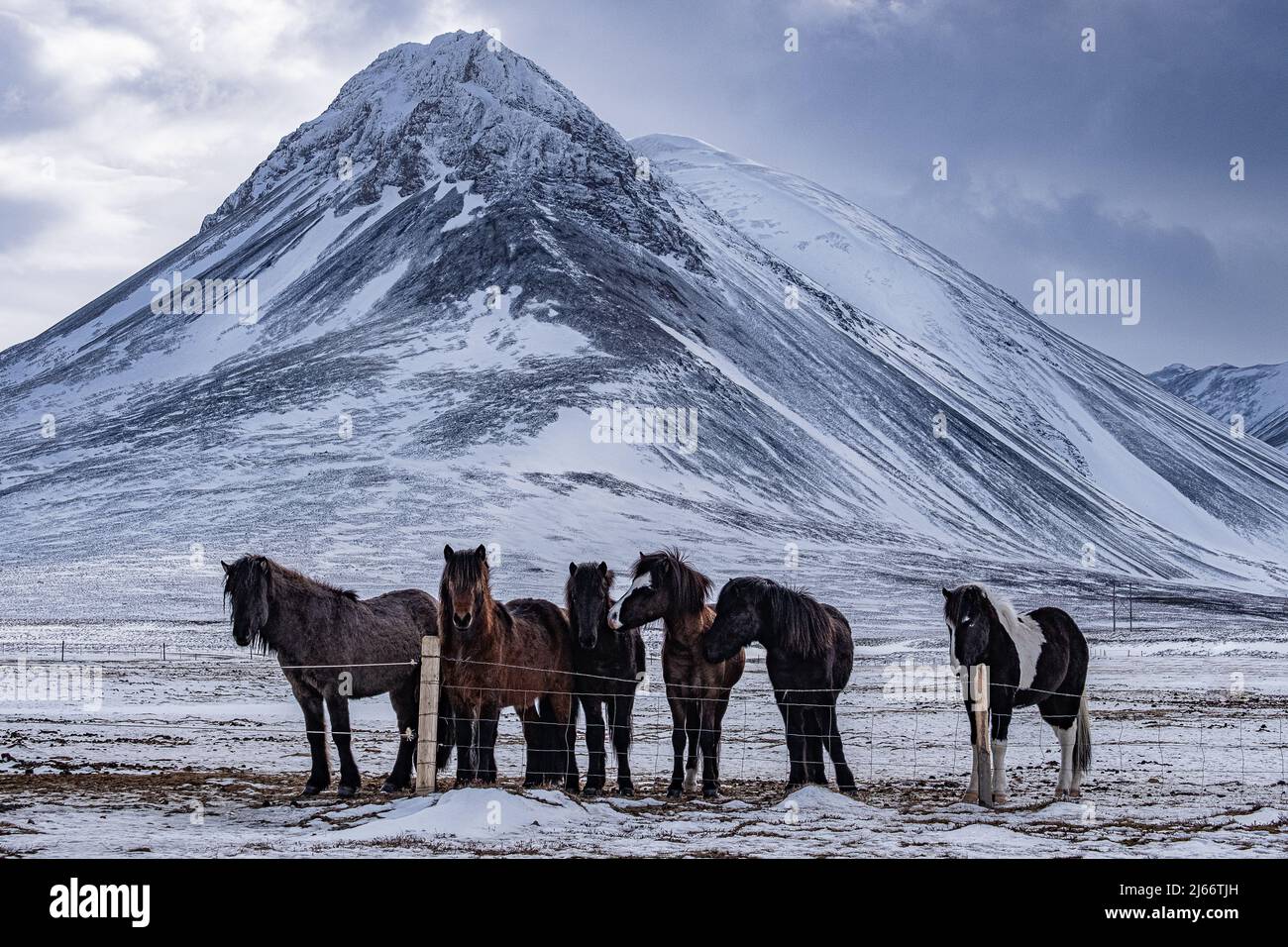 Kleine Herde von Islandpferden vor einer winterlichen Landschaft in Island - cavalli islandesi in inverno. Foto Stock