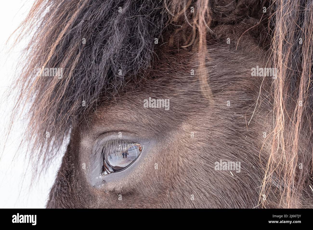 Islandpferd, Nahaufnahme Auge - cavallo di gelandci, primo piano dell'occhio Foto Stock