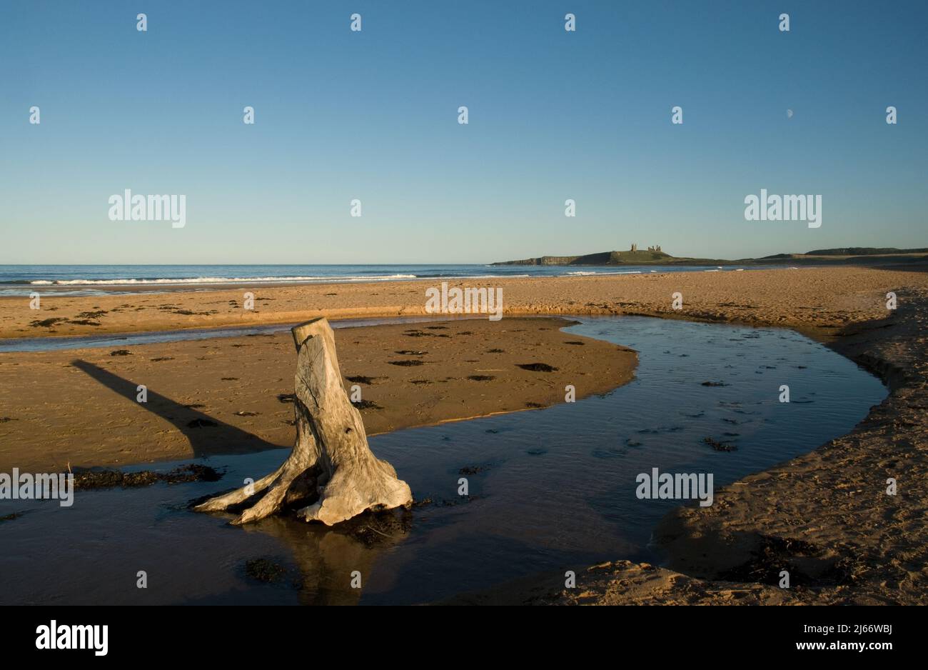 Immagine paesaggistica dell'ampia spiaggia di Northumbrian con un tronco di alberi baciato dal sole e un lontano castello di Dunstanburgh con la luna sopra Foto Stock