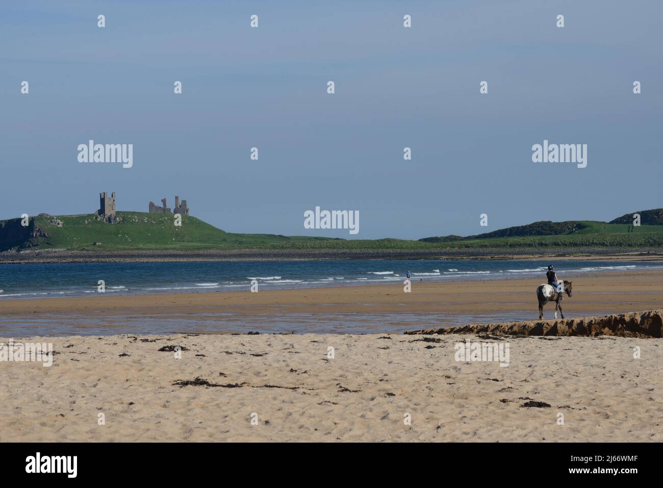 Vista dalla baia di Embleton all'inizio dell'estate con cane a piedi sulla costa e cavaliere in primo piano e un lontano castello di Dunstanburgh Foto Stock