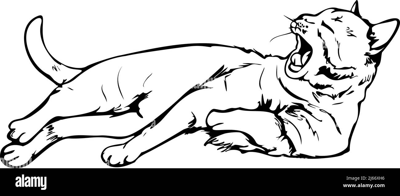 Illustrazione vettoriale del gatto che sbava. Gatto disegnato a mano. Illustrazione Vettoriale