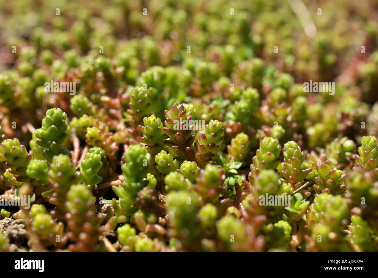 Macro di Stonecrop succulenti crescere selvaggio in primavera il giorno del sole Foto Stock