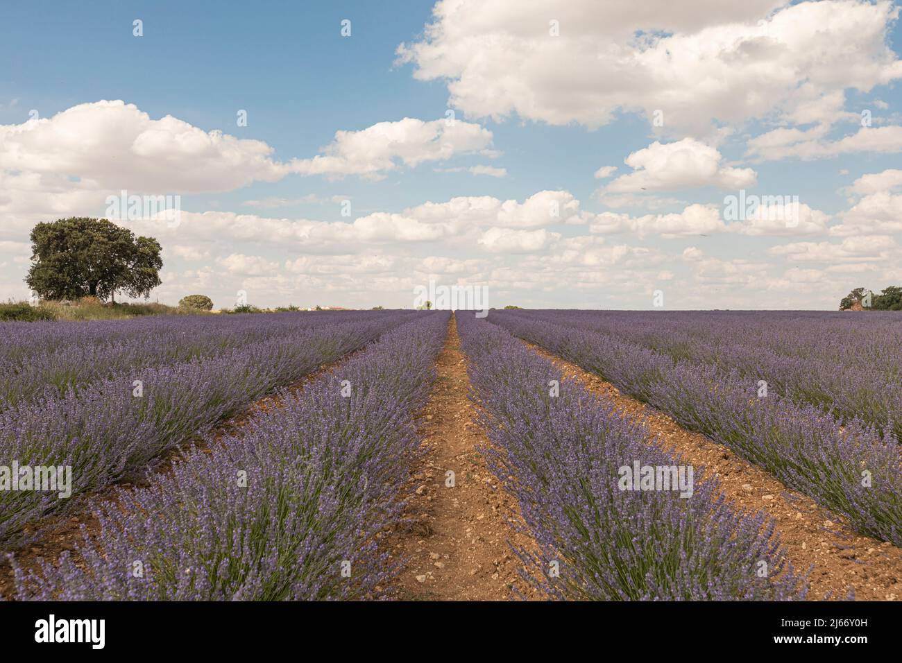 Campi di lavanda in Brihuega, provincia di Guadalajara, Spagna Foto Stock