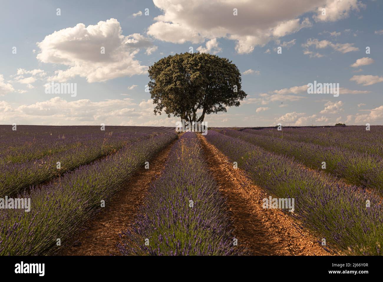 Campi di lavanda in Brihuega, provincia di Guadalajara, Spagna Foto Stock