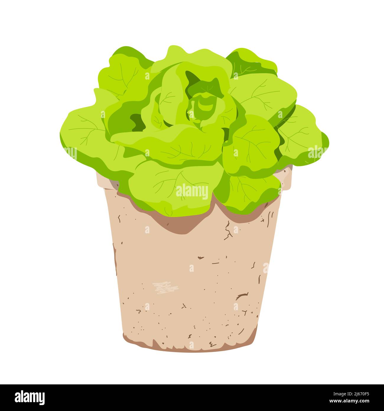 Insalata di lattuga verde in pentola. Illustrazione colorata vettoriale. Illustrazione Vettoriale