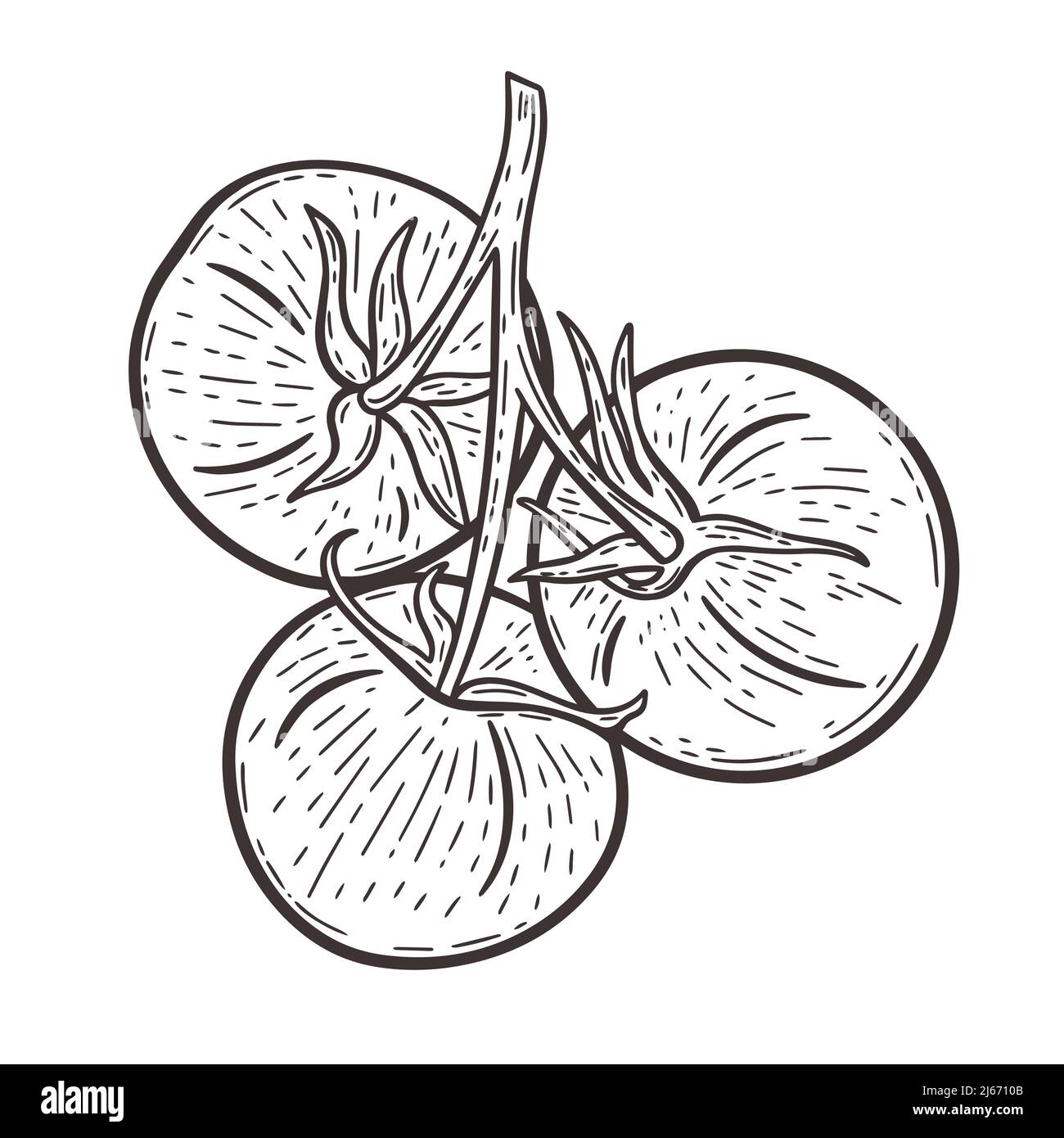 Pomodori su un ramo nero disegno a mano del vettore di incisione Illustrazione Vettoriale