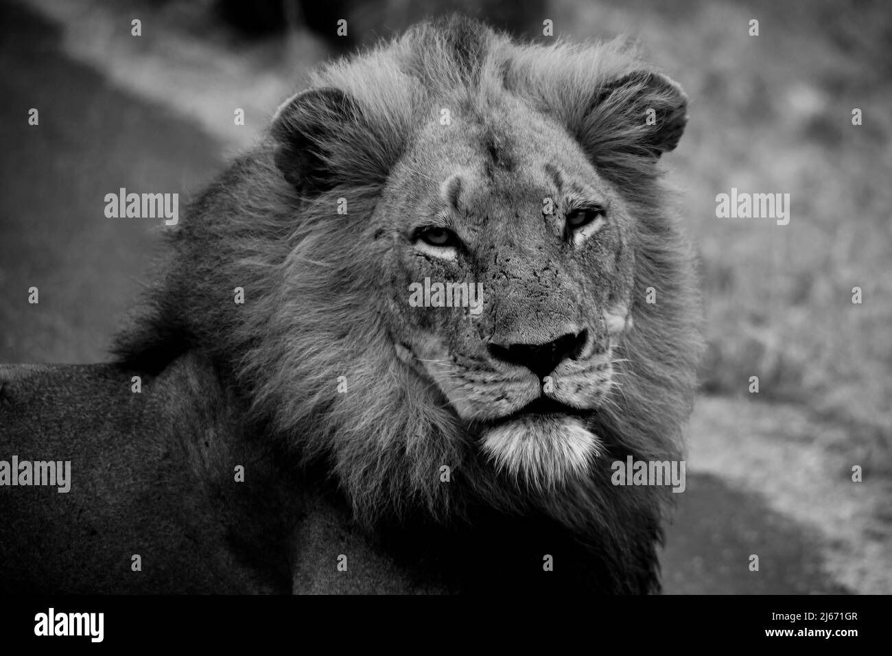 Immagine monocromatica di un leone maschile dominante (Panthera leo) in una mattinata piovosa nel Parco Nazionale di Kruger. Sudafrica Foto Stock
