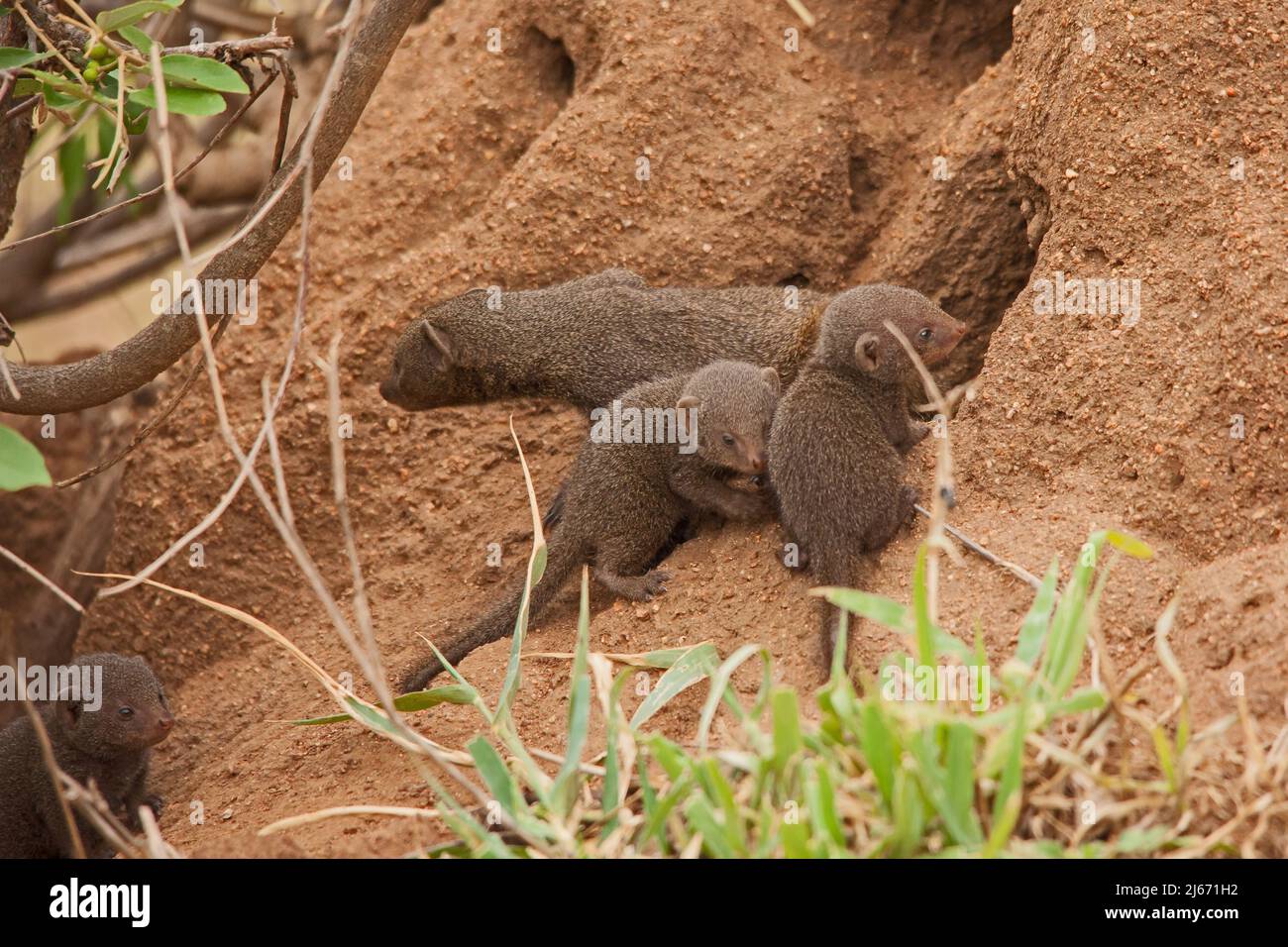 Una madre nana Mongoose Helogale parvula e i suoi cuccioli Foto Stock