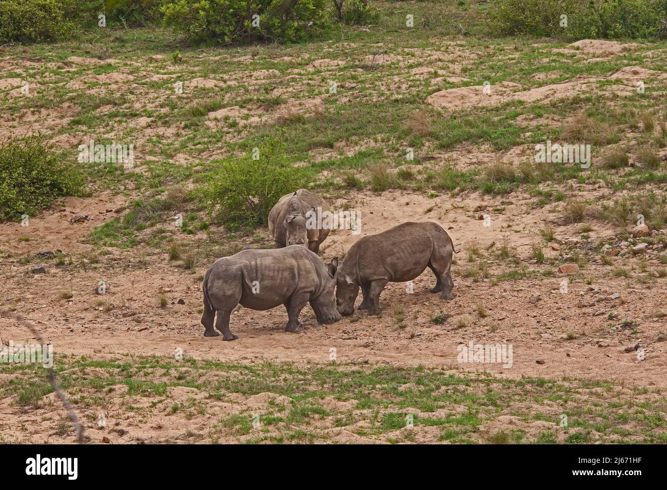 Due rinoceronti bianchi (Ceratotherium simum) che si squadrano per combattere nel Parco Nazionale di Kruger. I Parchi nazionali sudafricani sradunano i rinoceronti in un tentativo Foto Stock