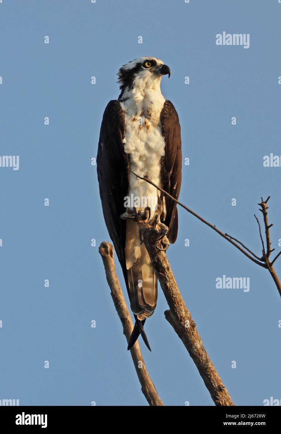 Osprey (Pandion haliaetus carolinensis) adulto arroccato sul ramo morto Carara, Costa ricas Marzo Foto Stock