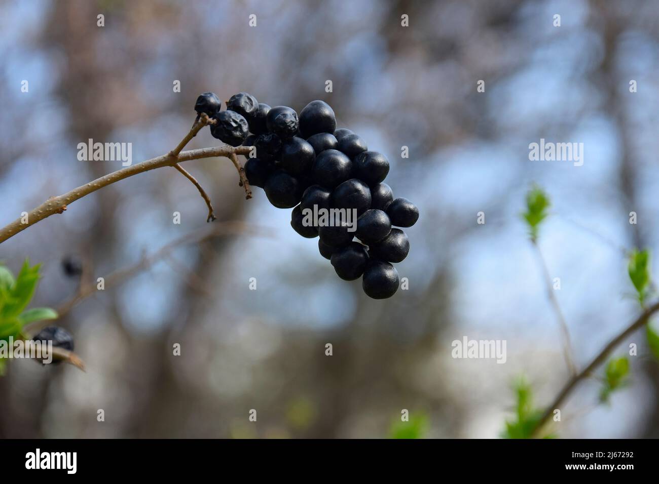 Mazzo di bacche selvatiche velenose nere su sfondo sfocato. Illuminazione laterale con parasole parziale. Primo piano. Messa a fuoco selettiva. Spazio di copia. Foto Stock