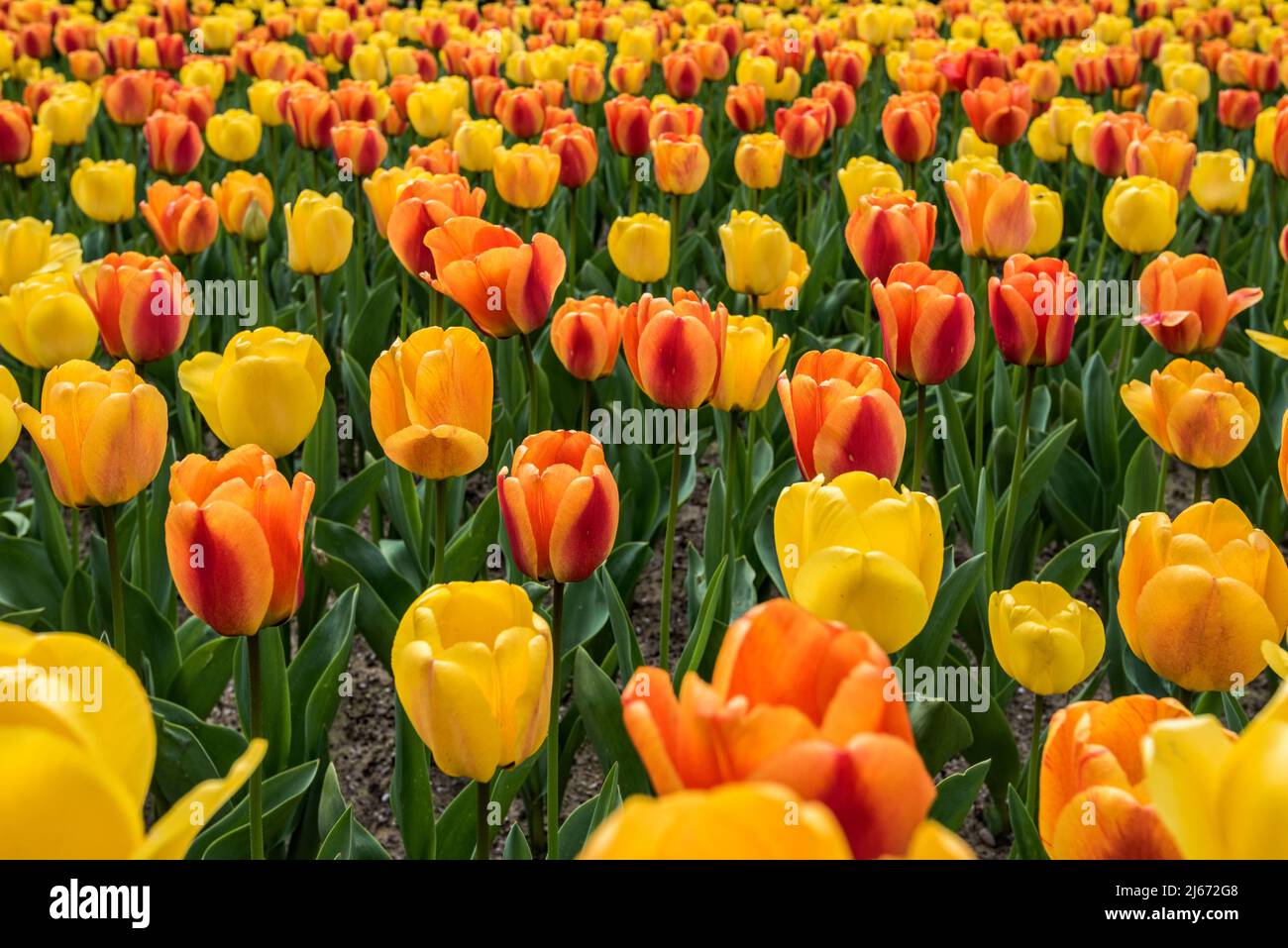 I tulipani fanno un'esposizione emozionante in un giardino dello spettacolo Foto Stock