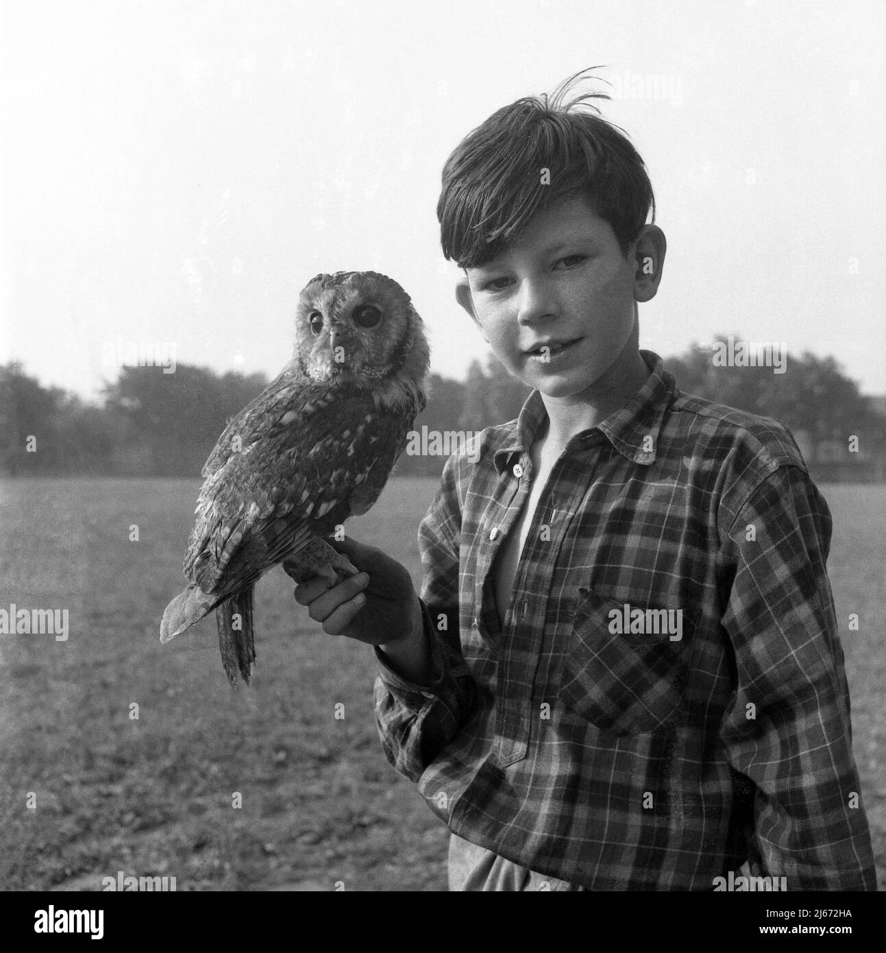 1960, storico, fuori in un campo, un giovane ragazzo in piedi, tenendo in mano il suo cucciolo, un gufo tawny, Inghilterra, Regno Unito. Foto Stock