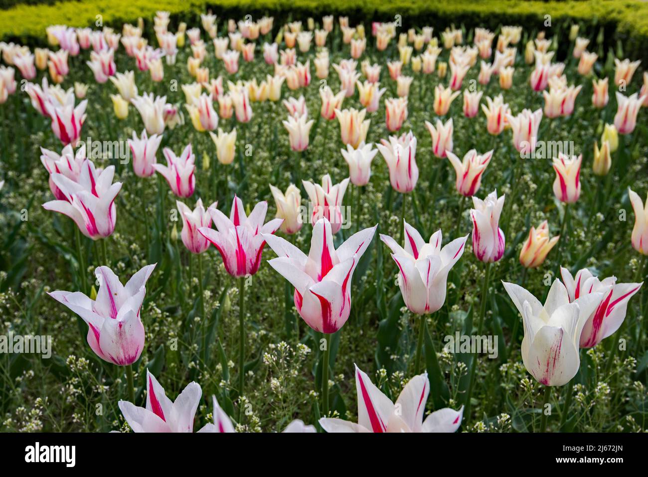 I tulipani fanno un'esposizione emozionante in un giardino dello spettacolo Foto Stock