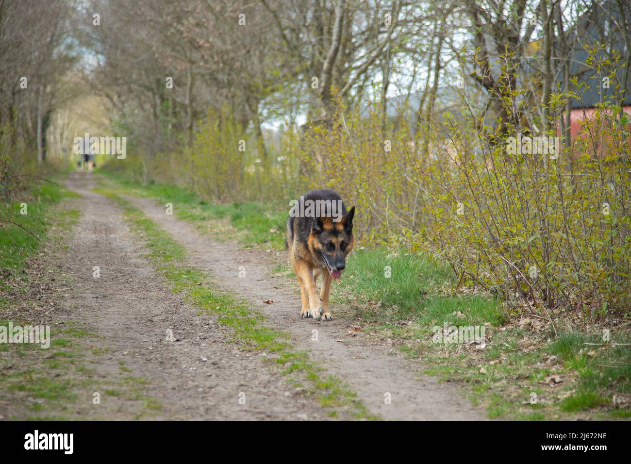 Cane pastore tedesco stanco su sentiero non pavimentato con bermi in cui alberi e arbusti stanno germogliando in primavera Foto Stock