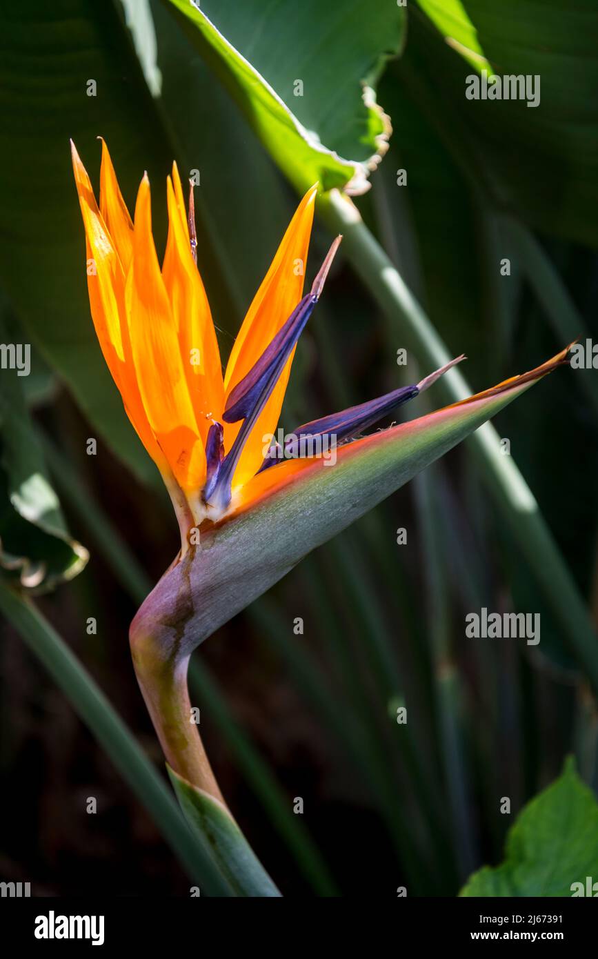 Strelitzia reginae, comunemente conosciuta come il fiore della gru, uccello del paradiso, o sigude in Nguni Foto Stock