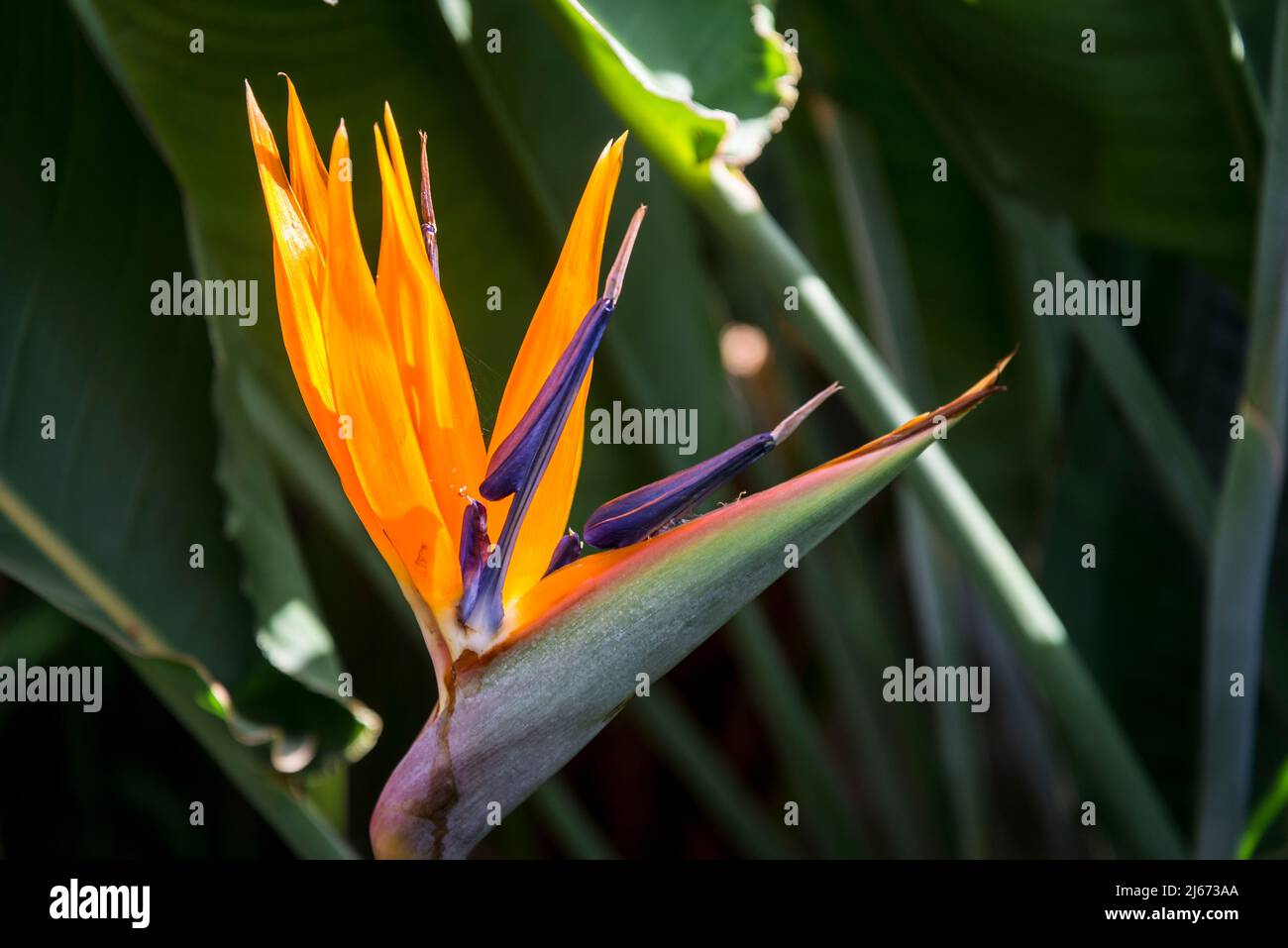 Strelitzia reginae, comunemente conosciuta come il fiore della gru, uccello del paradiso, o sigude in Nguni Foto Stock Strelitzia reginae, comunemente conosciuta come il fiore della gru, uccello del paradiso, o sigude in Nguni Foto Stock