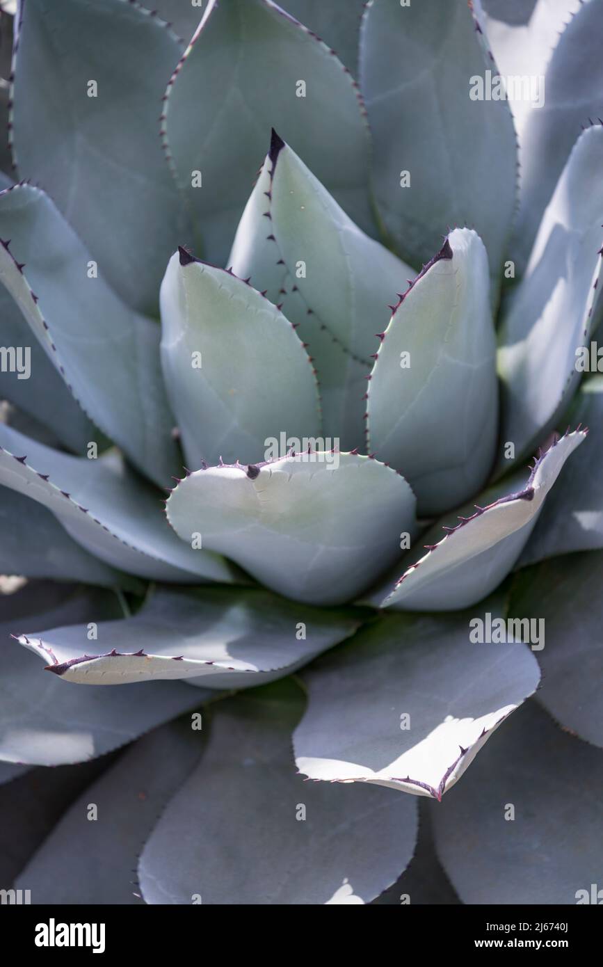 Agave parryi Foto Stock