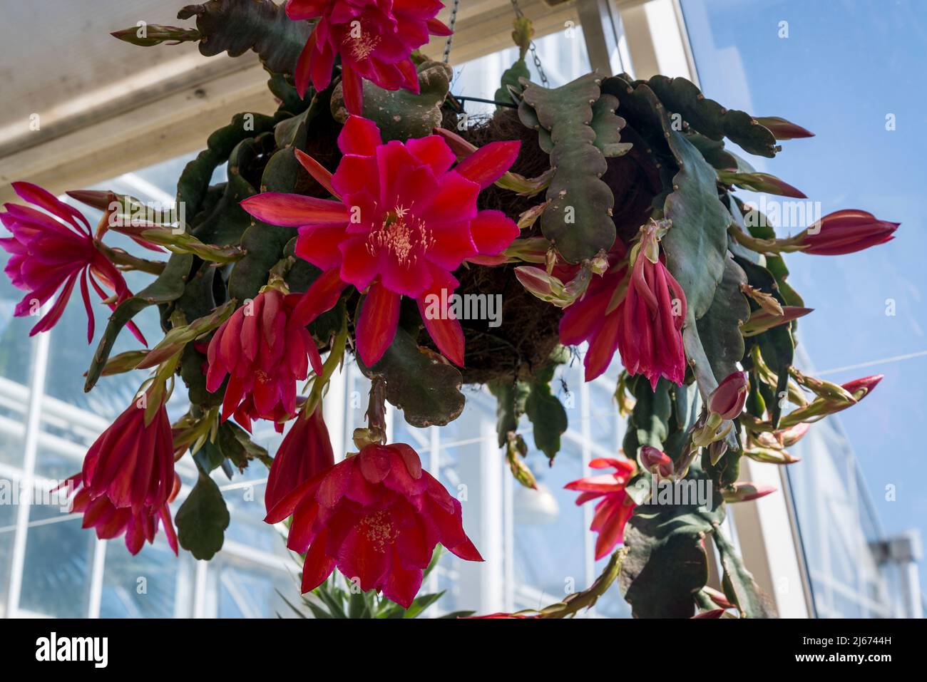 Epiphyllum, cactus orchidea fiorito in un cesto appeso Foto Stock