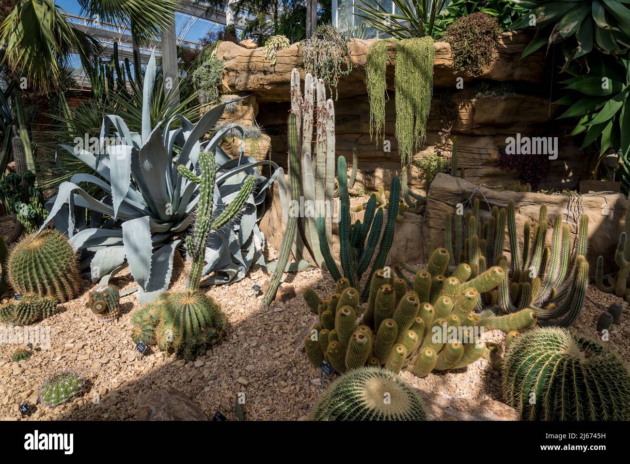 Cactus vari, Glasshouse, Wisley RHS Garden, Surrey, Inghilterra, REGNO UNITO Foto Stock