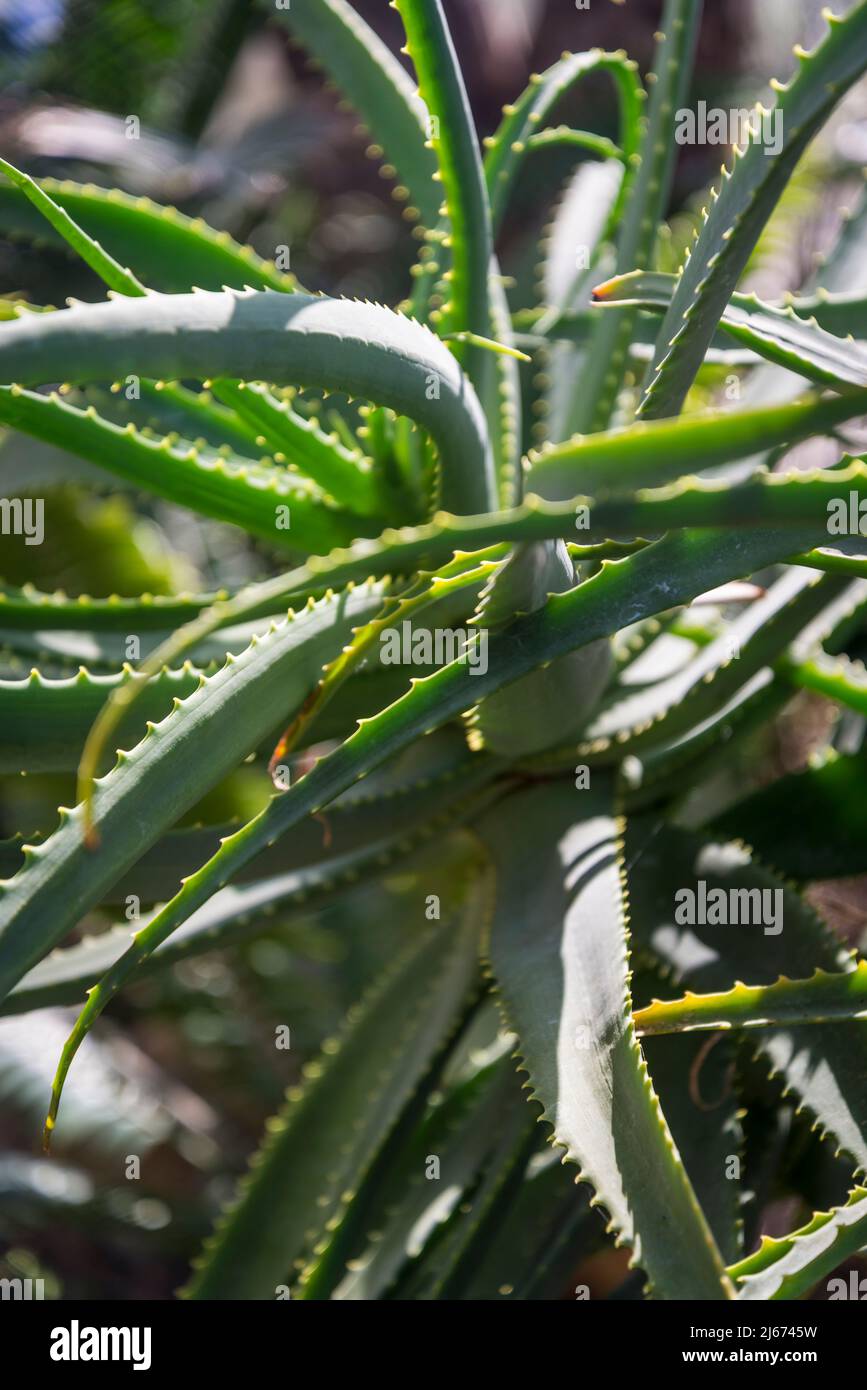 Aloe arborescens giallo-fiorito Foto Stock