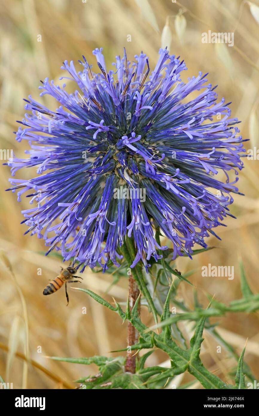 Globe-Thistle comune, Echinops adenocaulos Foto Stock