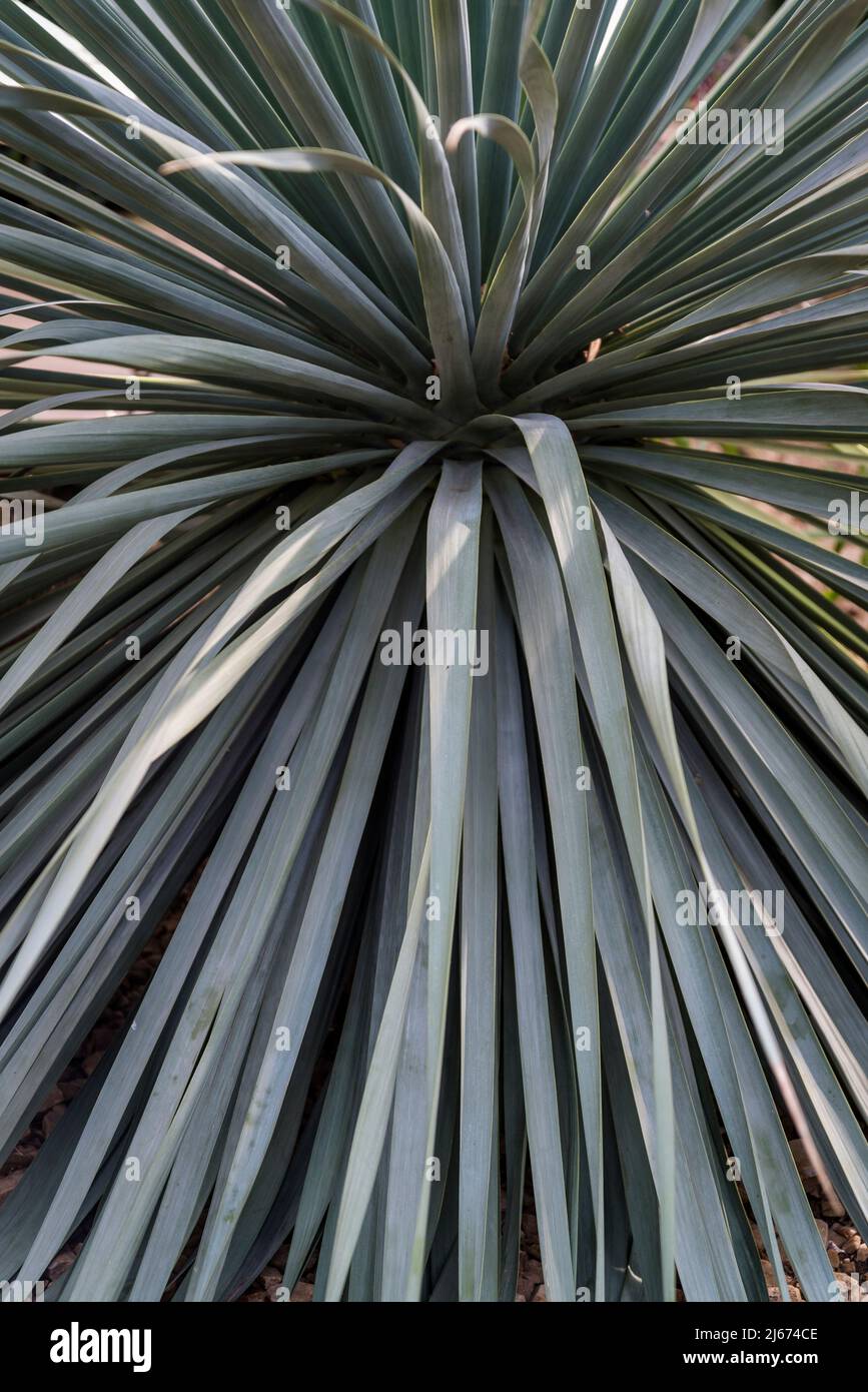 Nolina hibernica, una pianta architettonica molto attraente Foto Stock