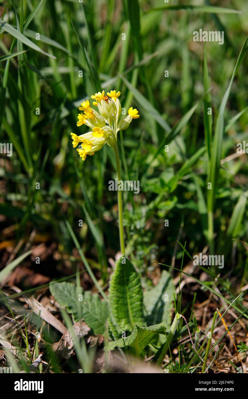 Un bel cowslip in un prato Foto Stock