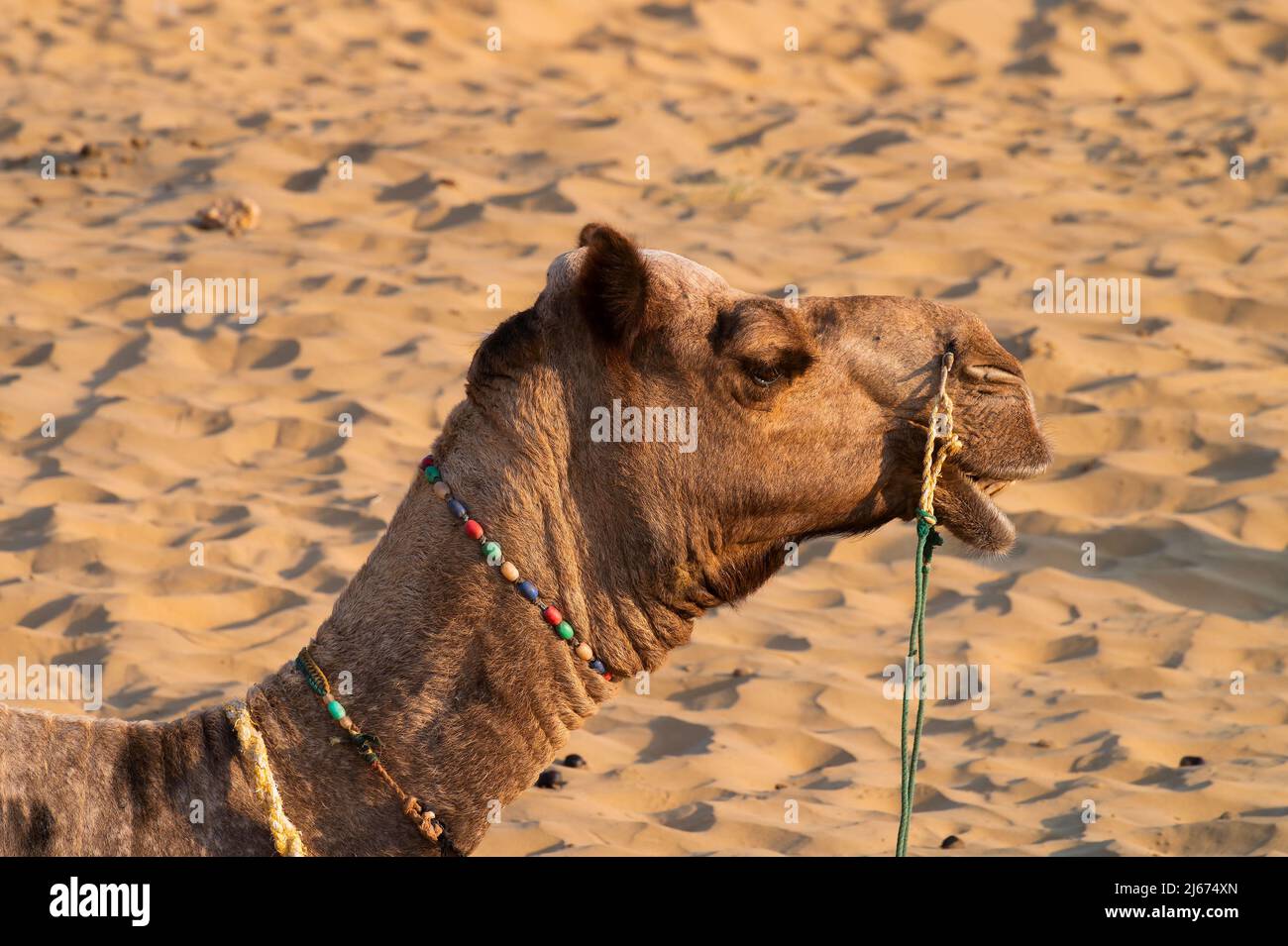 Ritratto di un cammello, faccia mentre aspetta i turisti per il giro del cammello al deserto di Thar, Rajasthan, India. Cammelli, Camelus dromedarius, sono un grande deserto Foto Stock
