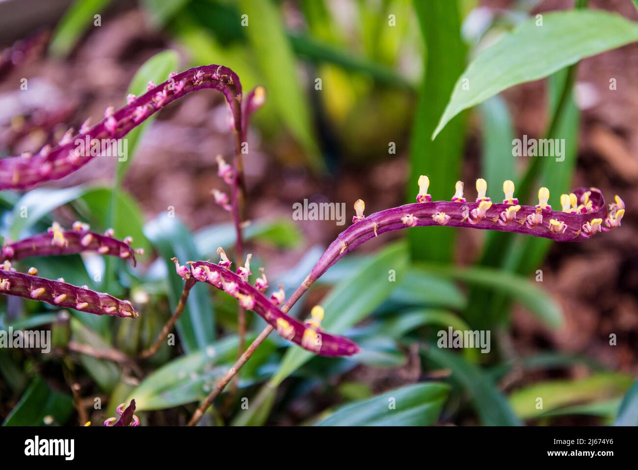Bulbophyllum falcatum orchidea Foto Stock
