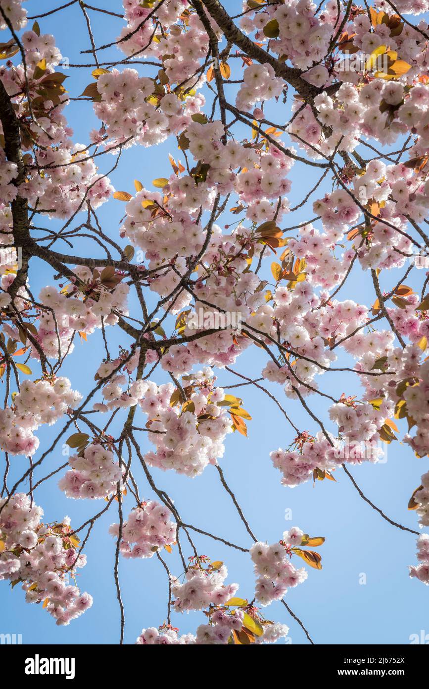 Ciliegio fiorito con grandi fiori bianchi profumati e foglie color rame contrastanti, Prunus 'Fugenzo' Foto Stock