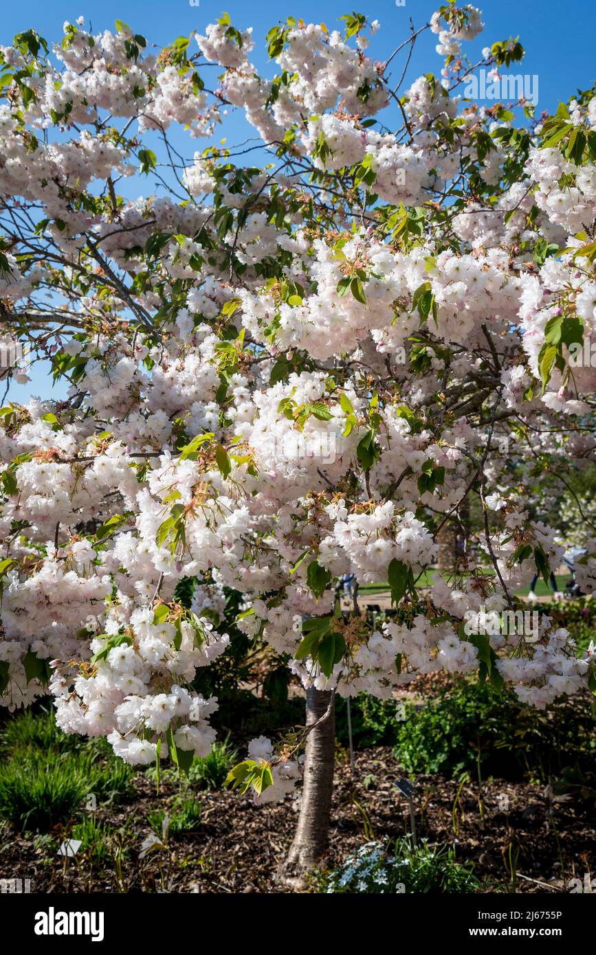Ciliegio fiorito, Prunus 'Shogetsu' Foto Stock
