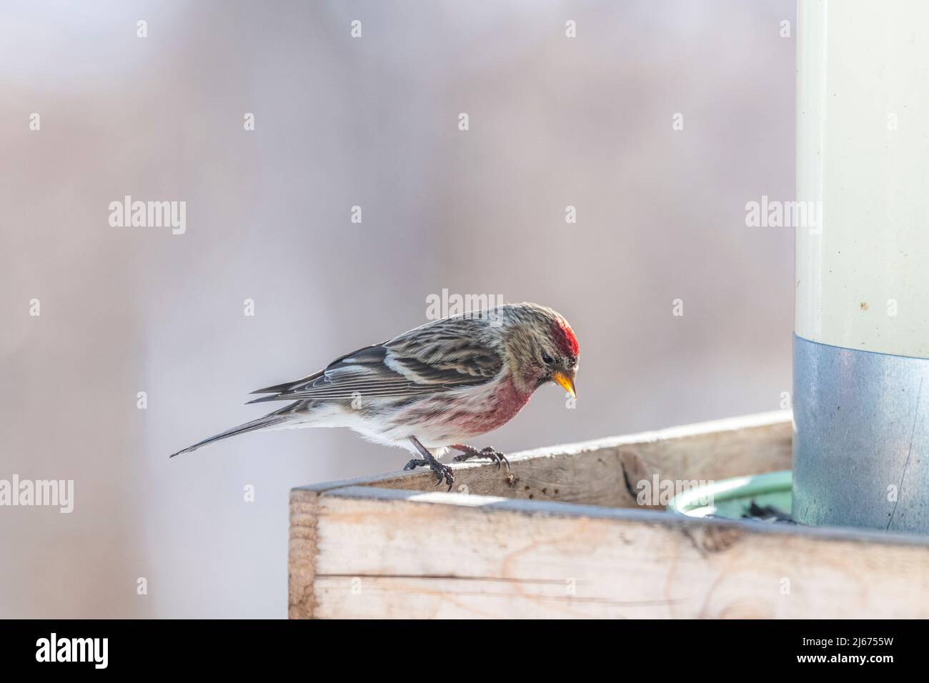 Maschio comune Redpoll, Acanthis Flammea, sulla stazione di alimentazione in inverno, Quebec, Canada Foto Stock