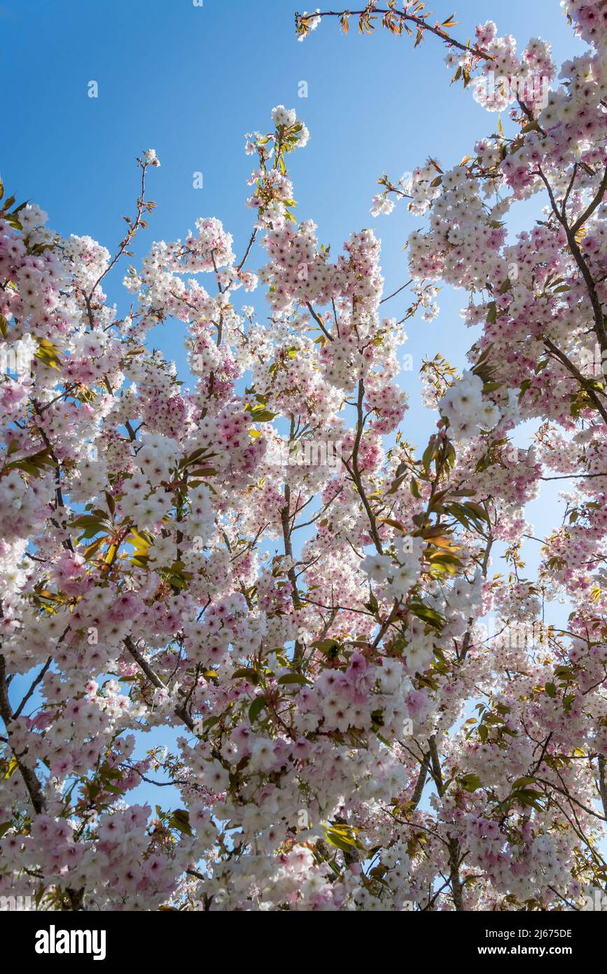 Ciliegio fiorito, Prunus 'Sizuka' Foto Stock