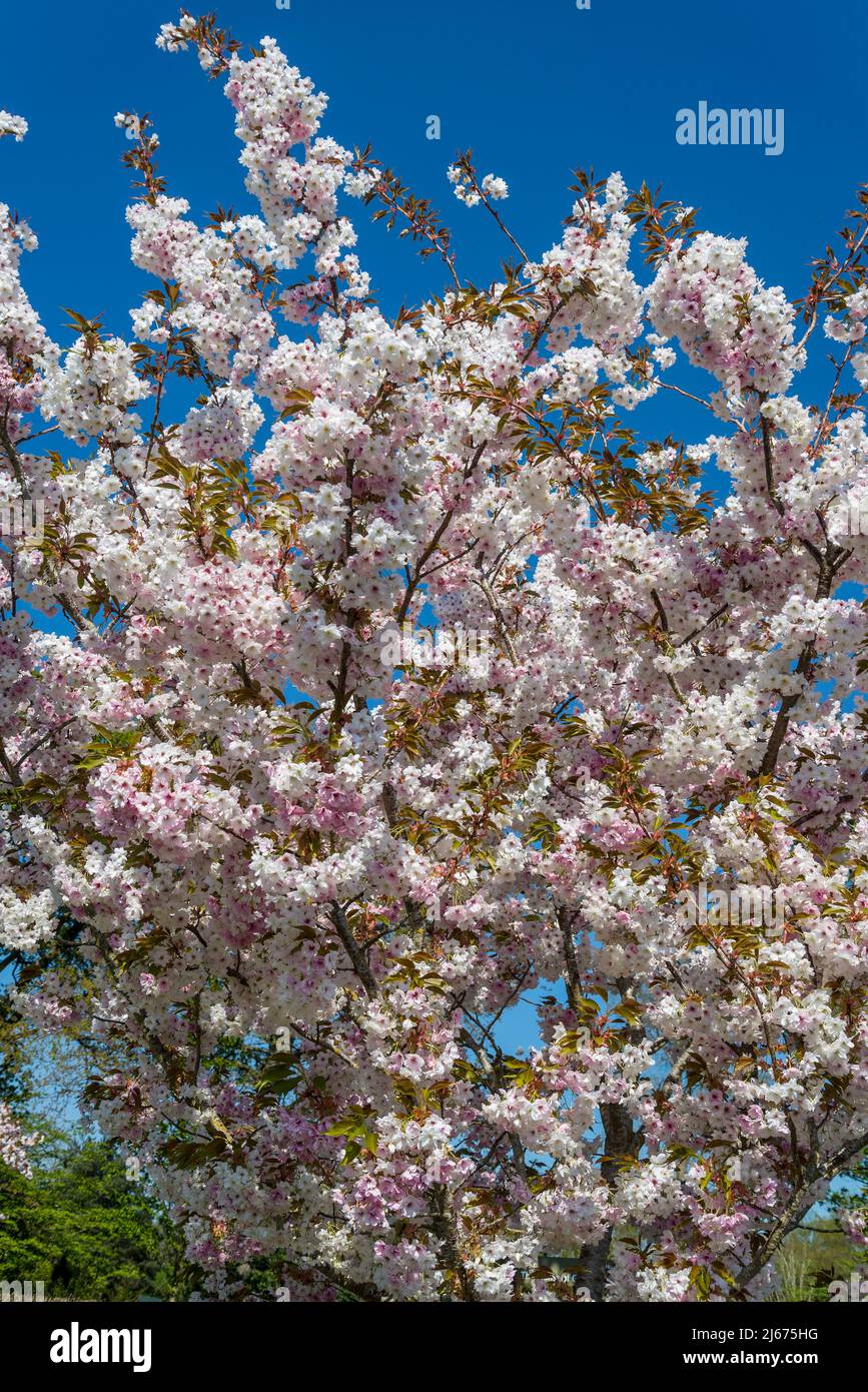 Ciliegio fiorito, Prunus 'Sizuka' Foto Stock