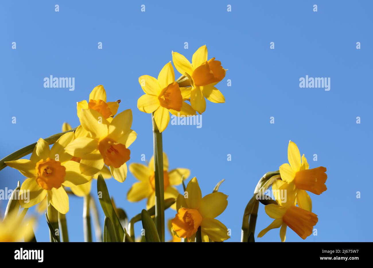 Bel daffodils giallo contro il cielo blu Foto Stock