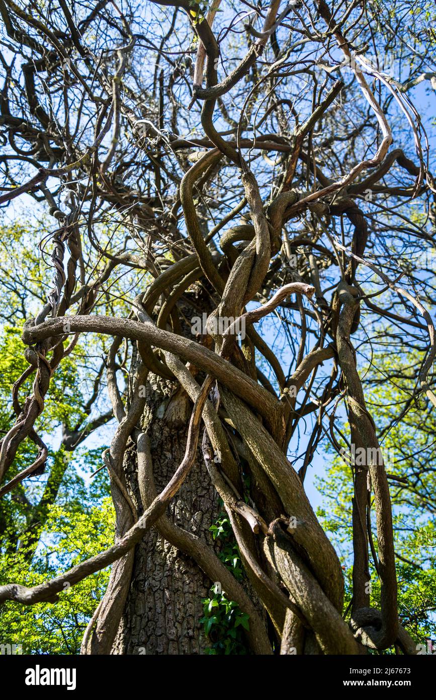 Scalatore di quercia Foto Stock Scalatore di quercia Foto Stock