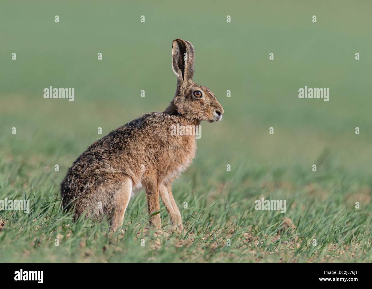 Fotogramma intero di una classica Lepre marrone seduta in primavera orzo . Suffolk. REGNO UNITO Foto Stock